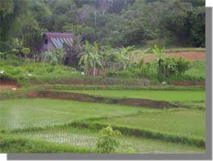 Rice Field